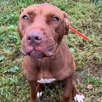 SOANA, chienne à adopter