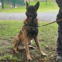 VIDOCK, chien à adopter