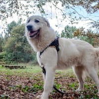 Aiko, chien à adopter