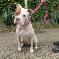 Koba, chienne à adopter