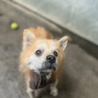 GRUMPY recherche famille relais ou adoptive, chien à adopter