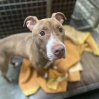 BOUNTY, chien à adopter