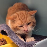 TENOR, chat à adopter