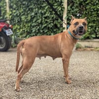 Xena, chienne à adopter