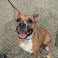 Xena, chienne à adopter