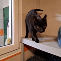 DOMINO, chat à adopter