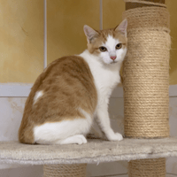 Némo [Chaton], chat à adopter