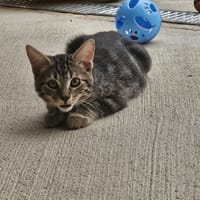 LATOYA, chatte à adopter