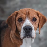 PACO, chien à adopter