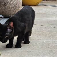 LOUPITA, chatte à adopter