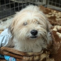 GRINCHEUX, chien à adopter