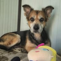 SAM, chien à adopter