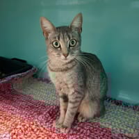 Vénus, chatte à adopter