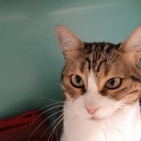 Leena (Mimi), chatte à adopter