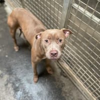 PENNY, chienne à adopter