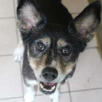 maya, chienne à adopter