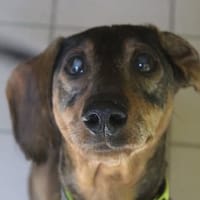 idefix, chien à adopter
