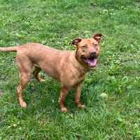PAA23043 ZAINA, chienne à adopter