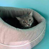 Lily, chatte à adopter