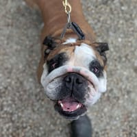 Tokyo, chienne à adopter