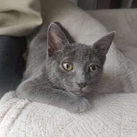 Nyah [Chaton], chatte à adopter