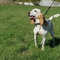 KANDY CNNE, chienne à adopter