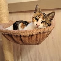 MOUCHA, chatte à adopter