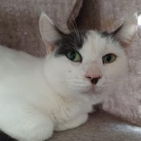 CELESTE     CT, chat à adopter