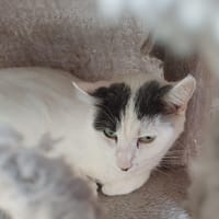 CELESTE, chat à adopter