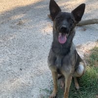 Pupuce, chienne à adopter