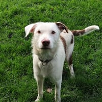 ELMER, chien à adopter