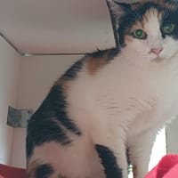 SAVANNE      CTTE, chatte à adopter
