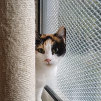 SAVANNE      CTTE, chatte à adopter