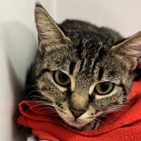 REINE, chatte à adopter