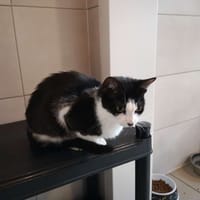 LITCHI, chatte à adopter