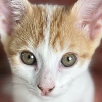 Léon, chat à adopter
