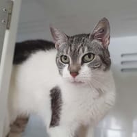 Fifty, chatte à adopter