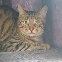 TEMPETTE      CT, chat à adopter