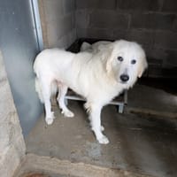 ALPHA, chien à adopter