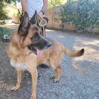 Atlan, chien à adopter