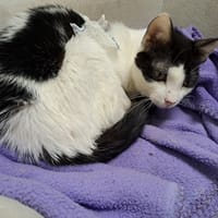 ALEX, chat à adopter