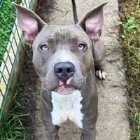 RYDER, chien à adopter