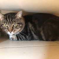 ALPHA, chat à adopter