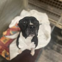 JAROD recherche famille relais ou adoption, chien à adopter