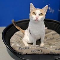 VANYA, chatte à adopter