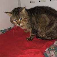 Koda, chat à adopter