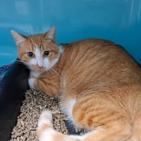 Barnabé, chat à adopter