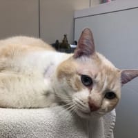 KRUSH, chat à adopter