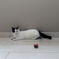CIBOULETTE, chatte à adopter