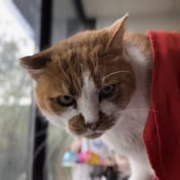 WILLY, chat à adopter
